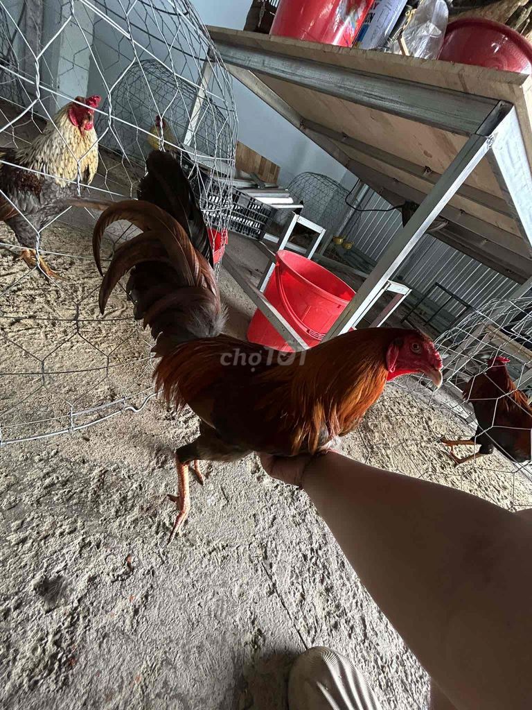 Gà chọi Asil Kelso 1.7kg Đực. Mua bán Gà tại Quận 3 Tp Hồ Chí Minh được đăng bởi Lê Trường Thuận hình 1