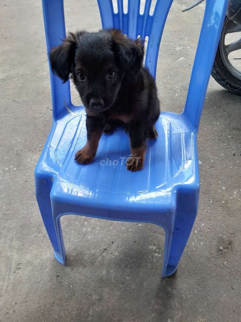 Cần bán gấp bé chó Poodle. Mua bán Chó tại Huyện Hóc Môn Tp Hồ Chí Minh được đăng bởi Nguyenbao hình 3
