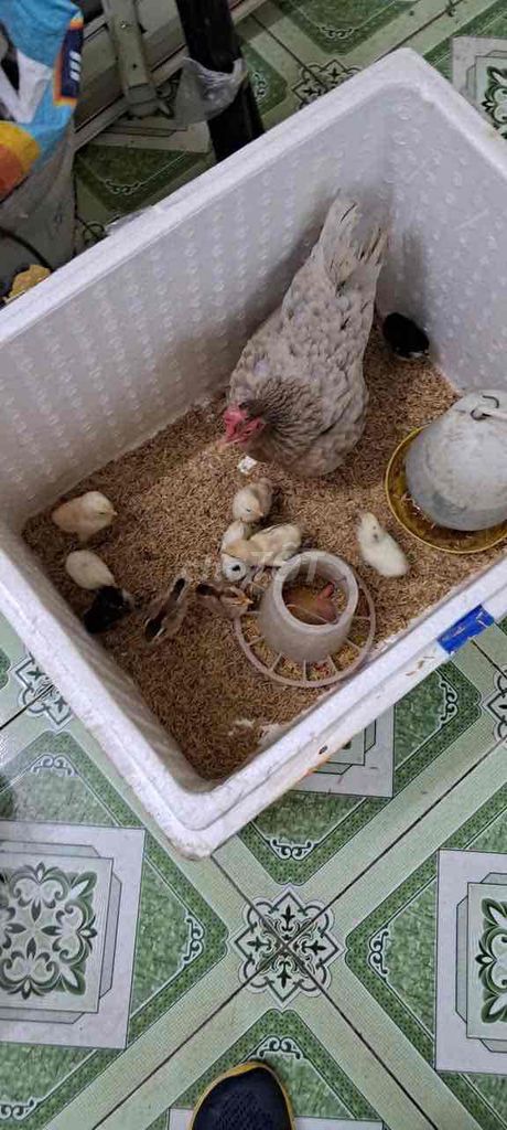 Gà giống xám mới nở. Mua bán Gà tại Huyện Hóc Môn Tp Hồ Chí Minh được đăng bởi MINH MEO hình 1