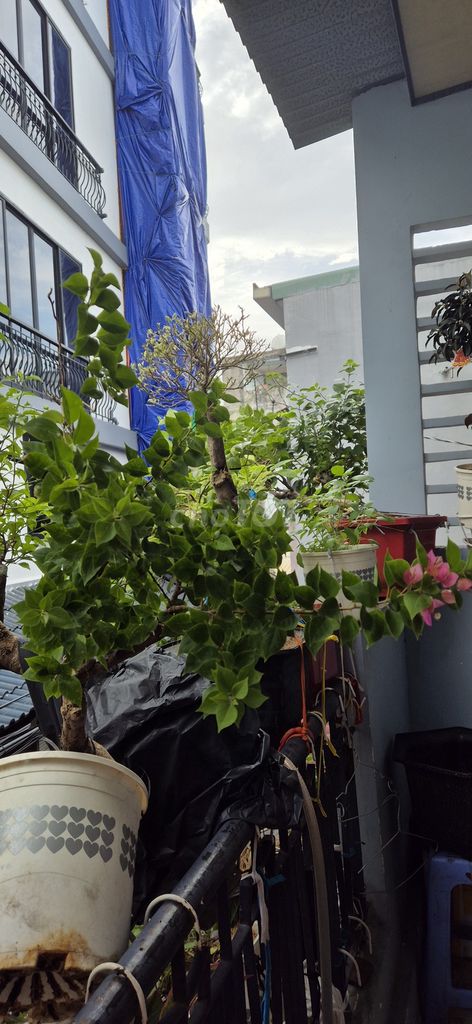 Cây hoa giấy Đỏ, Hồng. Mua bán Cây cảnh, đồ trang trí tại Quận Tân Phú Tp Hồ Chí Minh được đăng bởi Kim lân hình 1