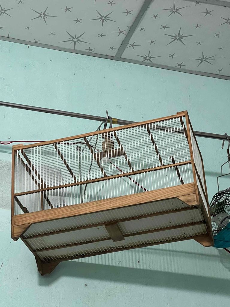 ba lồng khuyên. Mua bán Phụ kiện, Thức ăn, Dịch vụ tại Quận Liên Chiểu Đà Nẵng được đăng bởi ngô thanh hải hình 1