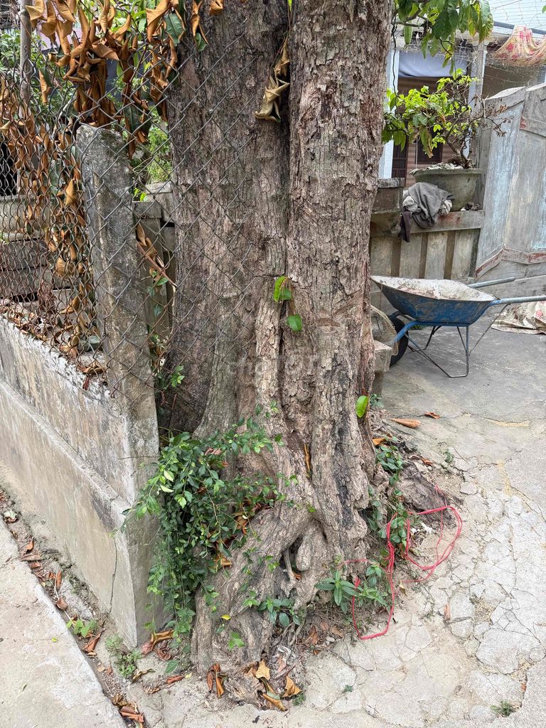 Bán Cây Vú Sữa Cổ Thụ – Dáng Đẹp, Bóng Mát. Mua bán Cây cảnh, đồ trang trí tại Huyện Quảng Điền Thừa Thiên Huế được đăng bởi Thọ hình 1