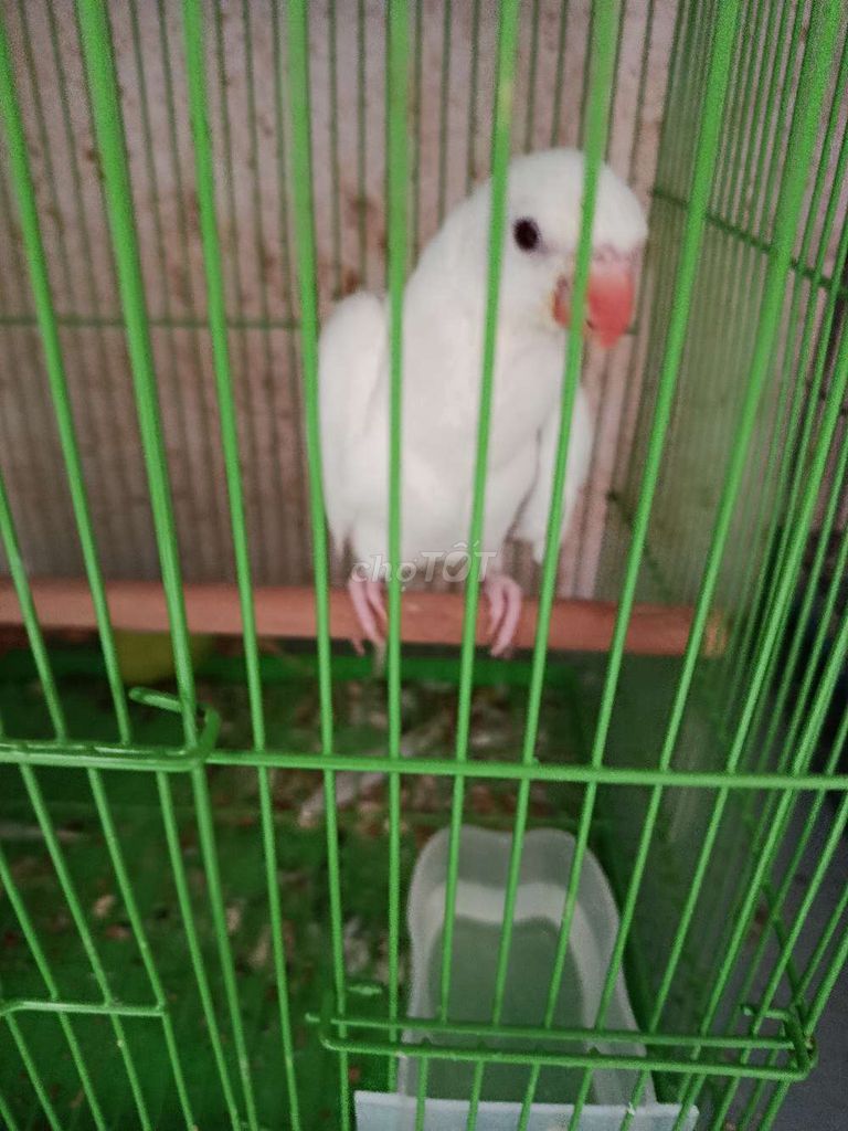 Vẹt Ringneck Trắng Đút bột. Mua bán Chim tại Quận 12 Tp Hồ Chí Minh được đăng bởi Trâm Nguyên Hoang hình 1