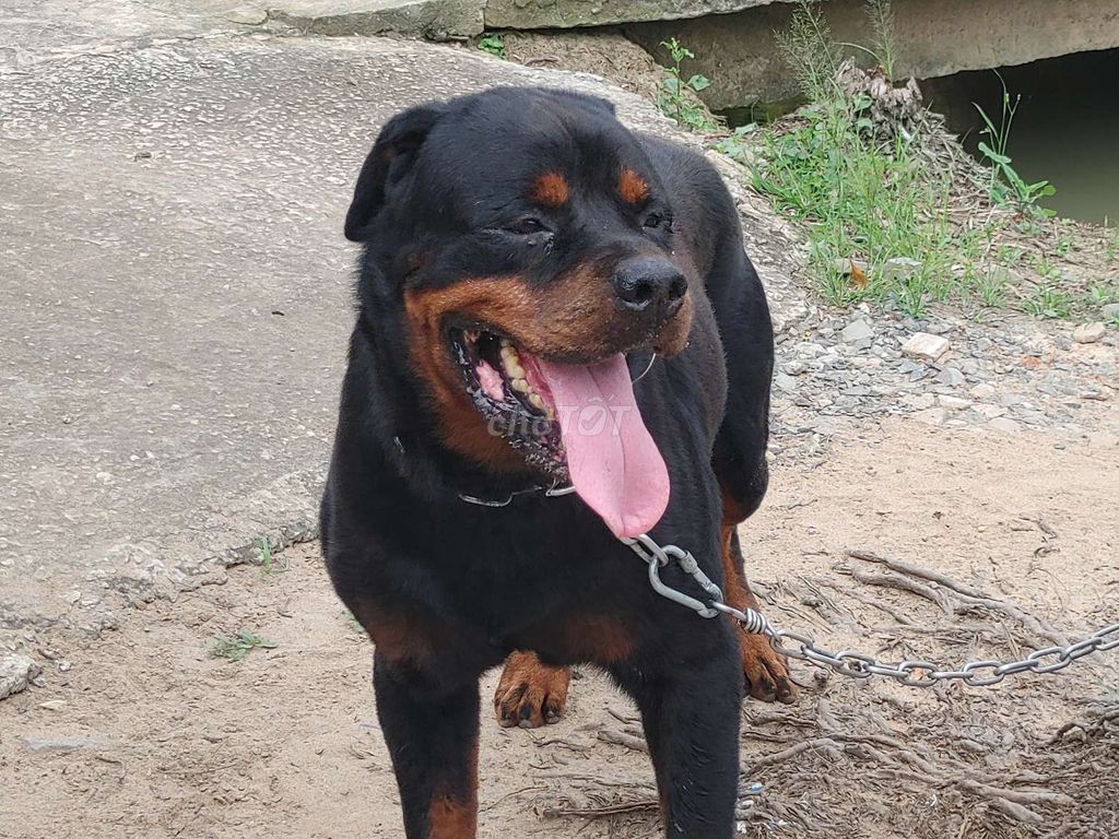 Đực Khủng Long... Mua bán Chó tại Thành phố Tây Ninh Tây Ninh được đăng bởi Nhân Rottweiler  hình 4
