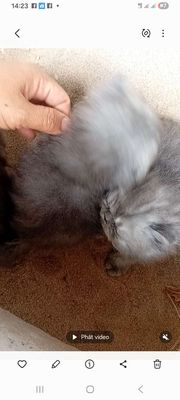 Mèo Ba Tư lông dài xám