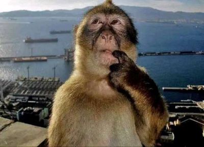 gà mồi tơ f2 ae ai cần ib. Mua bán Gà tại Huyện Bù Đăng Bình Phước được đăng bởi An Lê Hữu