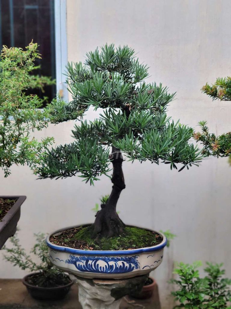 Tùng La Hán Thuần chậu lâu năm Già đét. Mua bán Cây cảnh, đồ trang trí tại Huyện Củ Chi Tp Hồ Chí Minh được đăng bởi Vạn Tùng Viên hình 1
