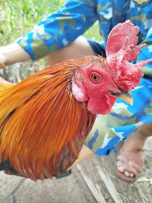 Gà mồng vua. Mua bán Gà tại Quận Bình Thuỷ Cần Thơ được đăng bởi Khangnguyen