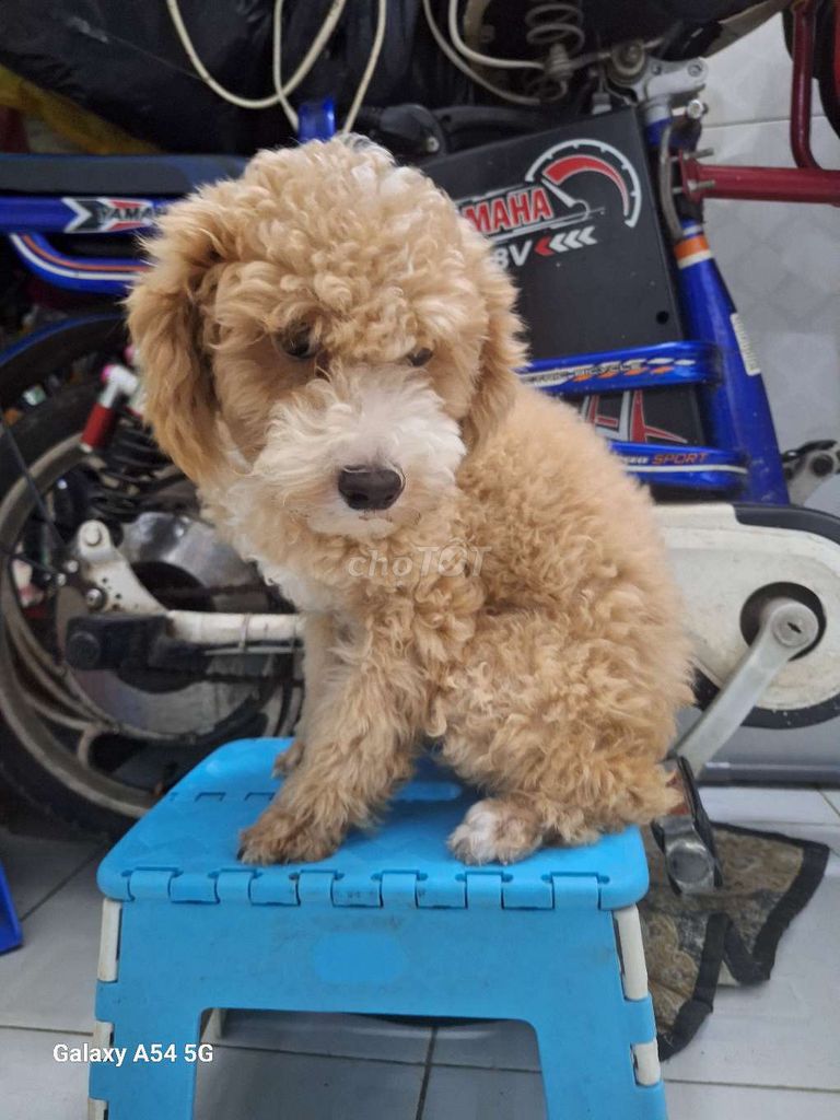 Bán chó Poodle