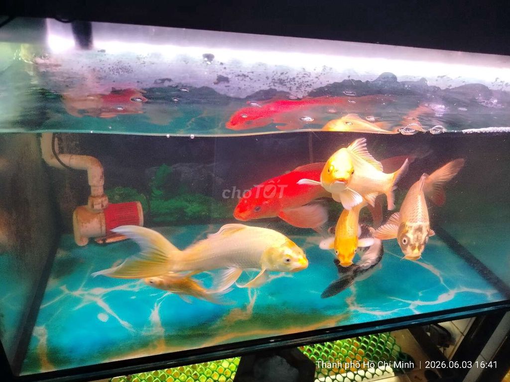 Thanh lý nguyên đàn cá koi. Mua bán Thú cưng khác tại Thị xã Tân Uyên Bình Dương được đăng bởi Toàn hình 1