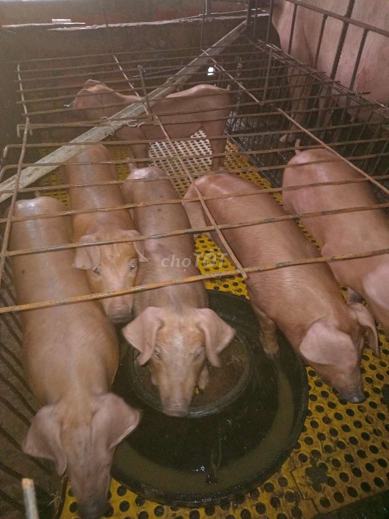 Heo con nuôi tết. Mua bán Phụ kiện, Thức ăn, Dịch vụ tại Huyện Tam Bình Vĩnh Long được đăng bởi Tran Truong hình 1