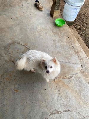 cần tim nhà mới cho mấy bé hai cái một đực. Mua bán Chó tại Huyện Cư Kuin Đắk Lắk được đăng bởi laccanh
