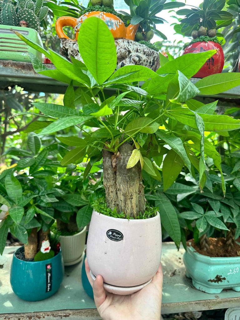 Mẫu hàng để bàn trang trí. Mua bán Cây cảnh, đồ trang trí tại Huyện Trảng Bom Đồng Nai được đăng bởi Phạm Thanh Hương hình 1