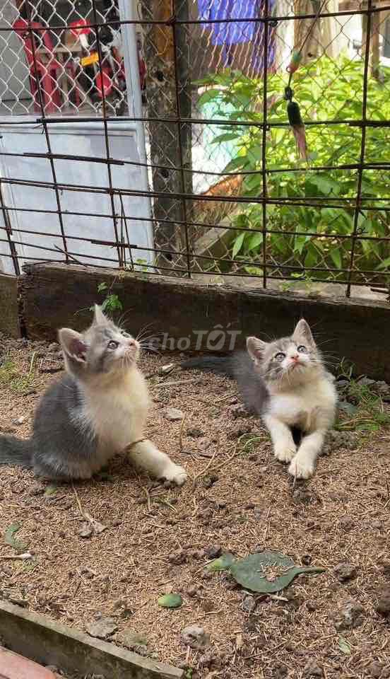 Mèo ALN cái trắng xám. Mua bán Mèo tại Huyện Châu Thành A Hậu Giang được đăng bởi Vân hình 1