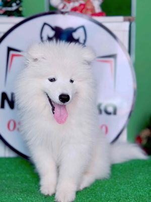 Chó samoyed 2 tháng tuổi bảo hành thuần chủng