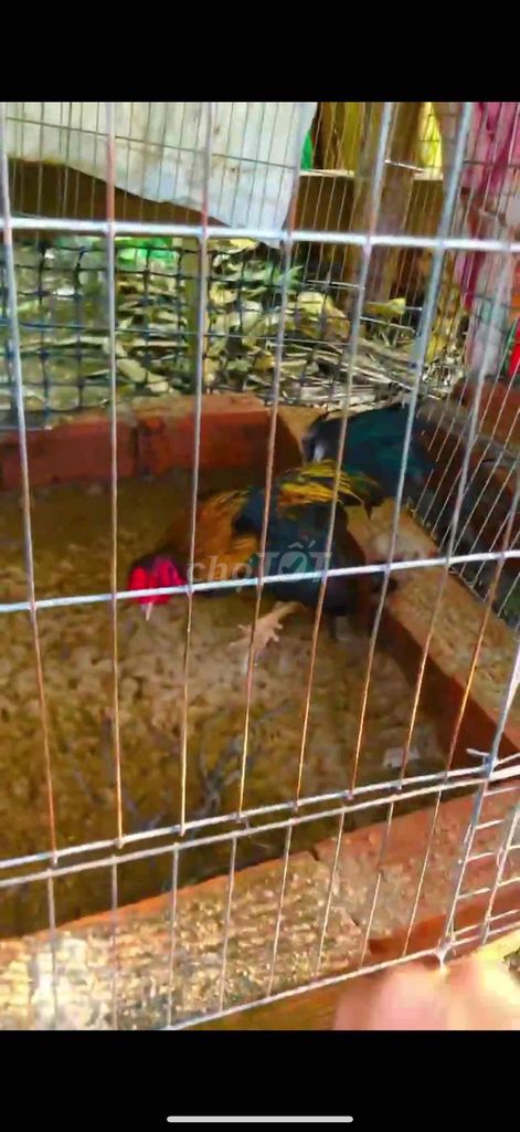 Gà tre bắc Que 5 lạng. Mua bán Gà tại Huyện Phong Điền Cần Thơ được đăng bởi Nhi hình 1
