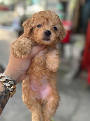 Chó Poodle Nâu 40 ngày tuổi
