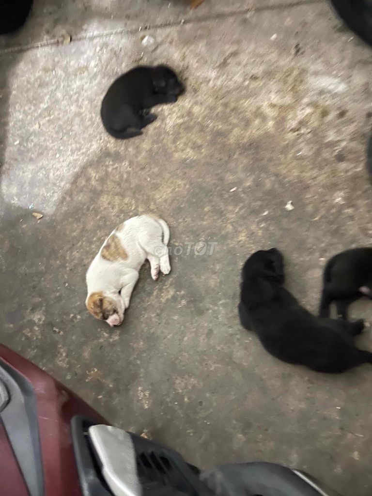 chó con nhỏ. Mua bán Chó tại Quận Tân Phú Tp Hồ Chí Minh được đăng bởi Duy Tam hình 1