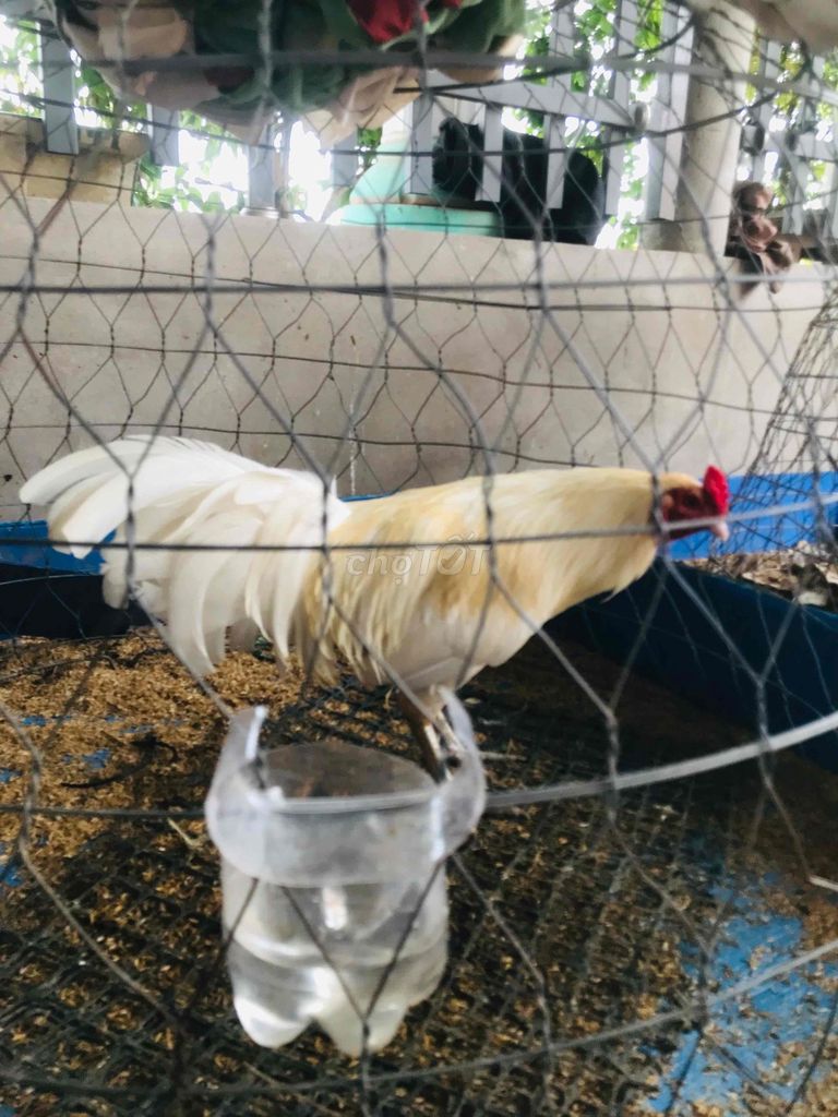 Gà trống 2.5kg Trên 7 tháng Úa tơ. Mua bán Gà tại Huyện Mang Thít Vĩnh Long được đăng bởi Hưng Quoc hình 1