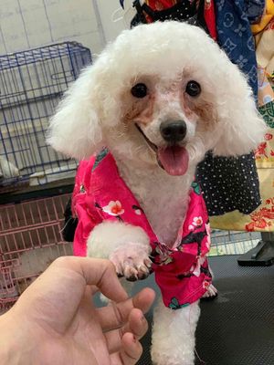 Chó Poodle Trắng Thân thiện Thông minh