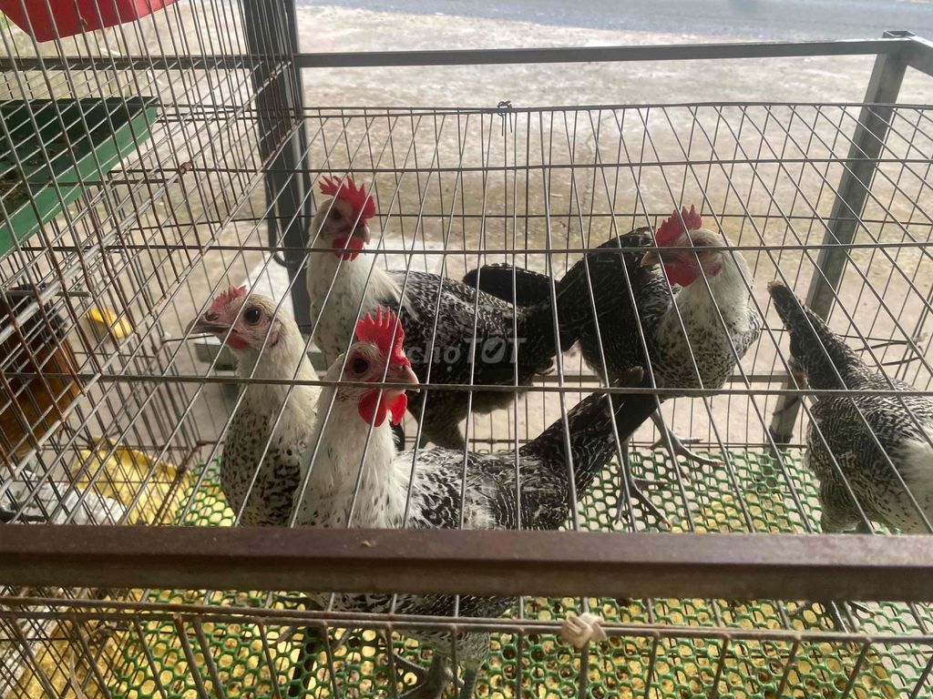 Gà giống Ai Cập Hậu Giang. Mua bán Gà tại Huyện Phụng Hiệp Hậu Giang được đăng bởi Nguyen ba Manh hình 1