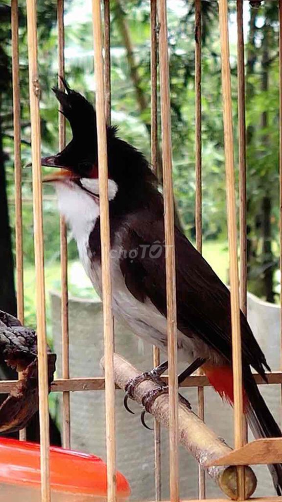 mào lân .. Mua bán Chim tại Huyện Quảng Điền Thừa Thiên Huế được đăng bởi Nguyên  hình 1