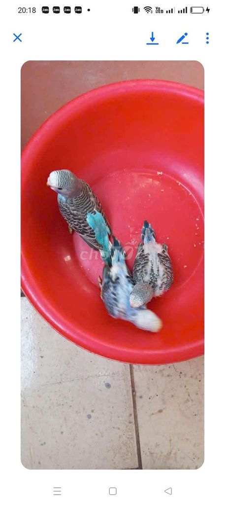 Vẹt Yến phụng Nhiều màu. Mua bán Chim tại Quận Long Biên Hà Nội được đăng bởi tổng kho gia dụng  hình 1