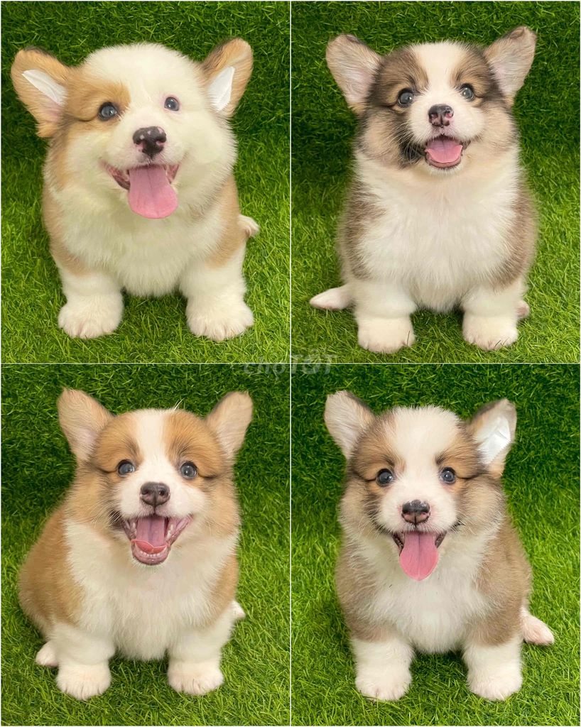 Chó Corgi Đực Cái Trắng Nâu Vàng Khỏe Mạnh. Mua bán Chó tại Huyện Thanh Trì Hà Nội được đăng bởi Nguyễn Longg hình 1