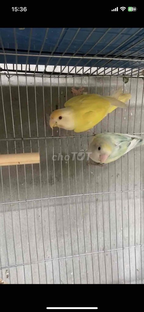 vẹt lovebird sinh sản đã chui tổ ,màu siêu đẹp