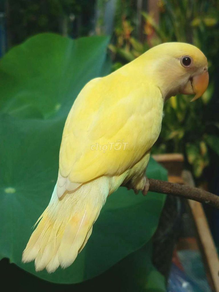 Vẹt cảnh Lovebird Mini Vàng. Mua bán Chim tại Quận Gò Vấp Tp Hồ Chí Minh được đăng bởi Vẹt Cảnh Sài Gòn hình 1