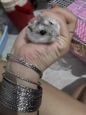 Hamster kem, xám. Mua bán Thú cưng khác tại Huyện Bình Chánh Tp Hồ Chí Minh được đăng bởi Thảo