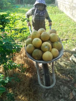 Bưởi da xanh nhà trồng. Mua bán Đồ ăn, thực phẩm và các loại khác tại Quận Bắc Từ Liêm Hà Nội được đăng bởi Hoài Anh