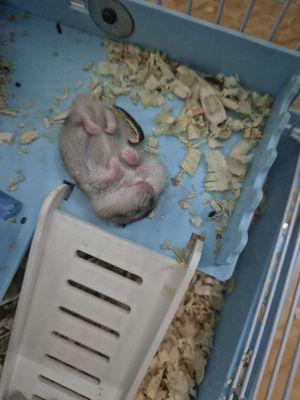 Hamster WW Đen 4 bé