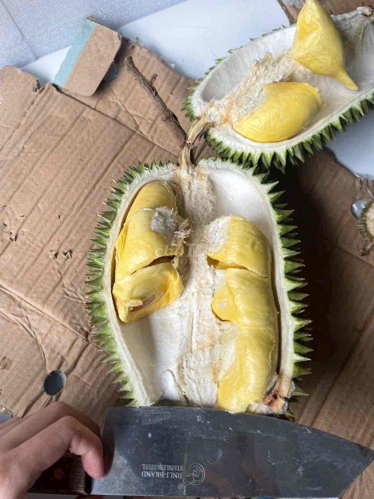 Sầu riêng Sáu Hữu