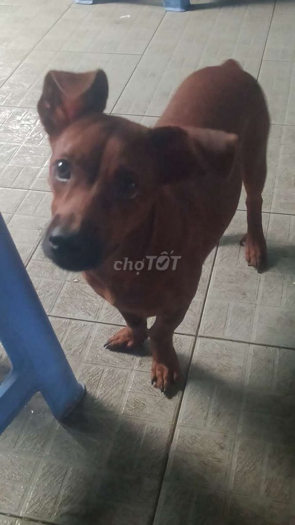 Chó Poodle nâu đực đã tiêm phòng. Mua bán Chó tại Thành phố Thủ Đức Tp Hồ Chí Minh được đăng bởi Phạm Viêt Vinh hình 1