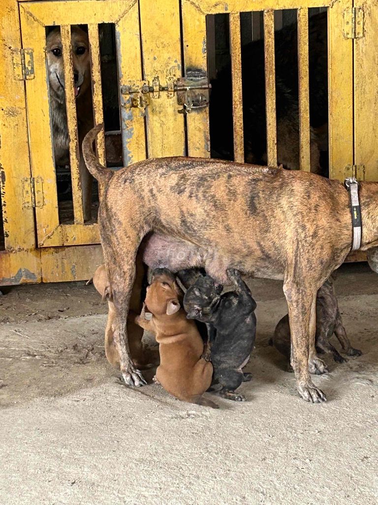Chó Phú Quốc lai Rottweiler đã biết ăn. Mua bán Chó tại Huyện Chơn Thành Bình Phước được đăng bởi Thu Hồng hình 6