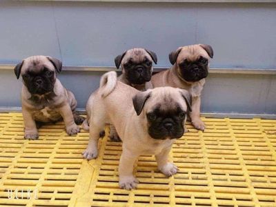 PUG CHÂN LÙN MẶT XỆ THUẦN CHỦNG