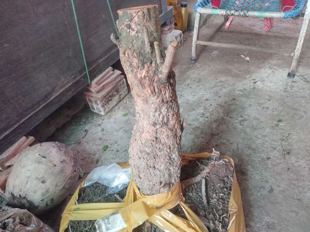 Gốc mai xù. Mua bán Cây cảnh, đồ trang trí tại Huyện Mỏ Cày Nam Bến Tre được đăng bởi Hoàng Khiêm đồ cũ  hình 1
