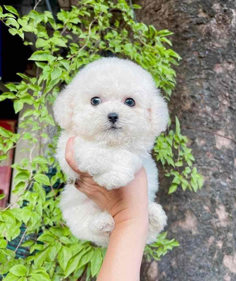 Bé đực trắng xinh như cục bông gòn poodle. Mua bán Chó tại Quận Bình Thuỷ Cần Thơ được đăng bởi bm hình 1