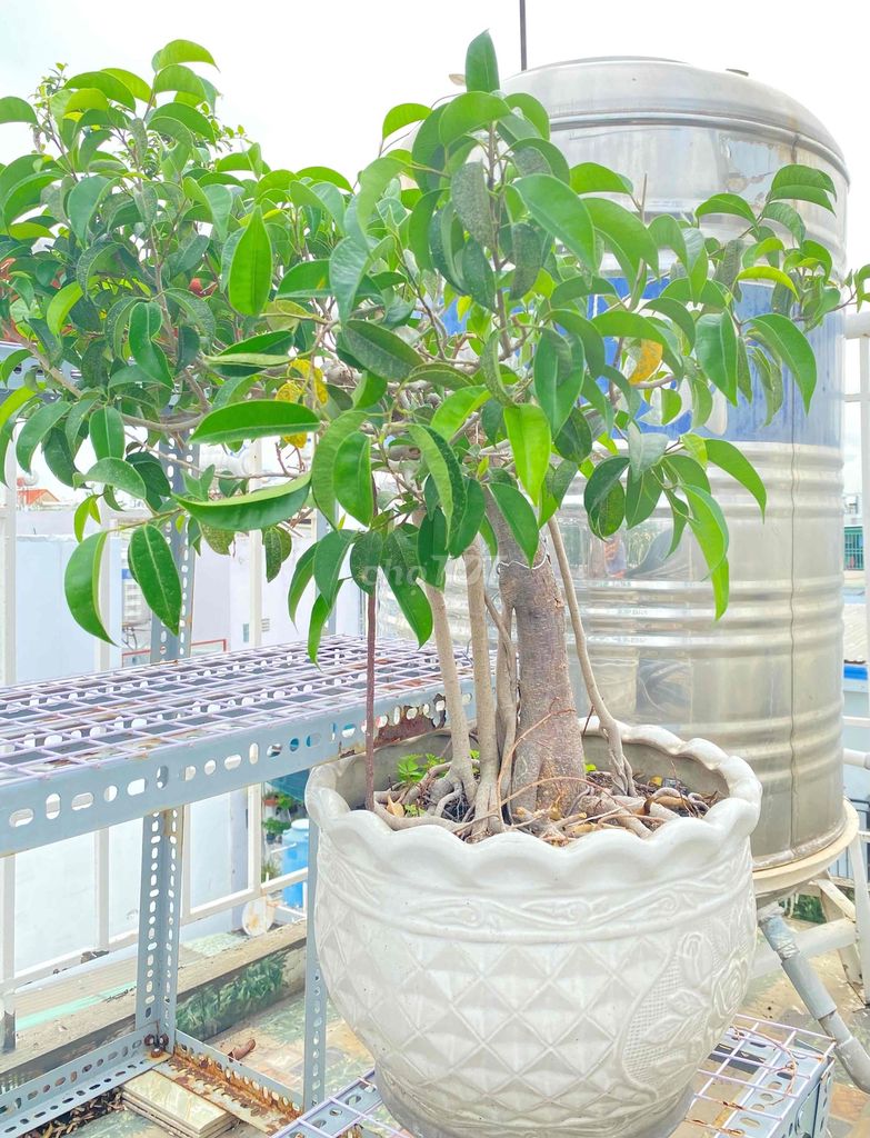 Bonsai Quý, Cổ Thụ SI Cảnh Sưu Tầm. Mua bán Cây cảnh, đồ trang trí tại Quận Tân Phú Tp Hồ Chí Minh được đăng bởi Nguyễn Hoàng hình 1