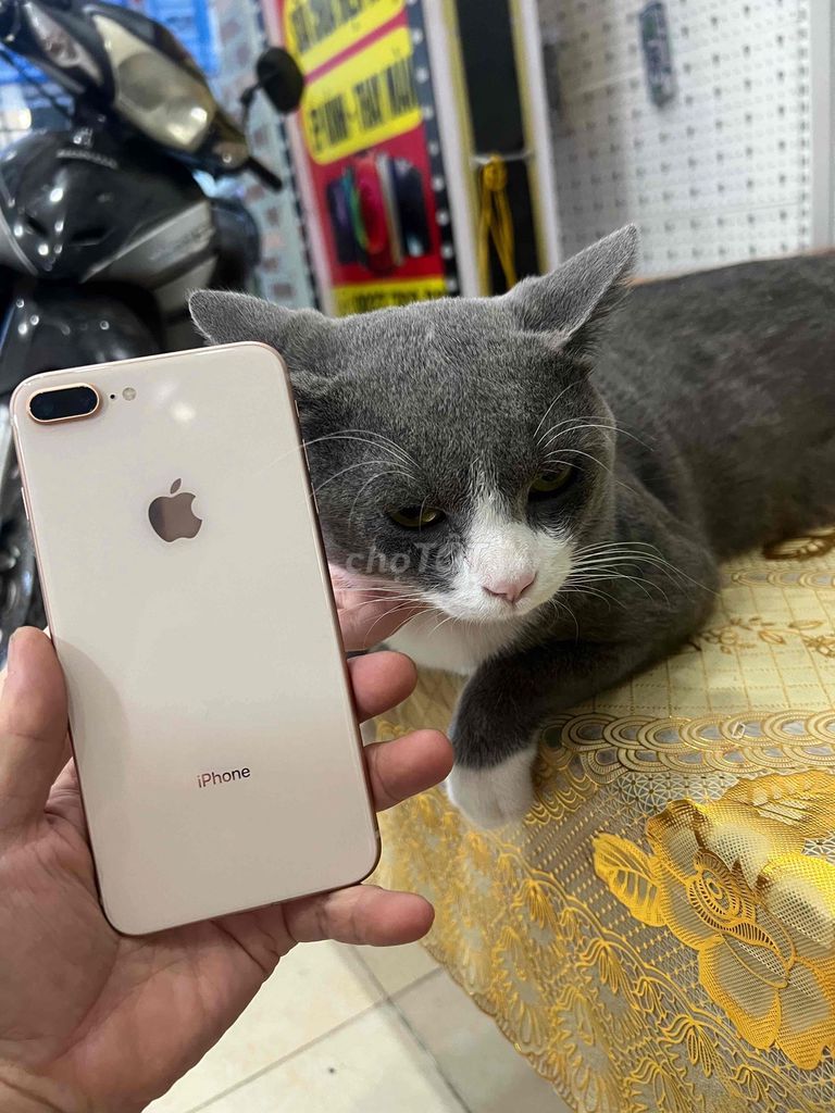 Apple iPhone 8 Plus 64GB Vàng hồng Đã qua sử dụng. Mua bán Điện thoại tại Huyện Hóc Môn Tp Hồ Chí Minh được đăng bởi Khổng Văn Hùng đọc kỹ nội dung trước khi ib nhé hình 1