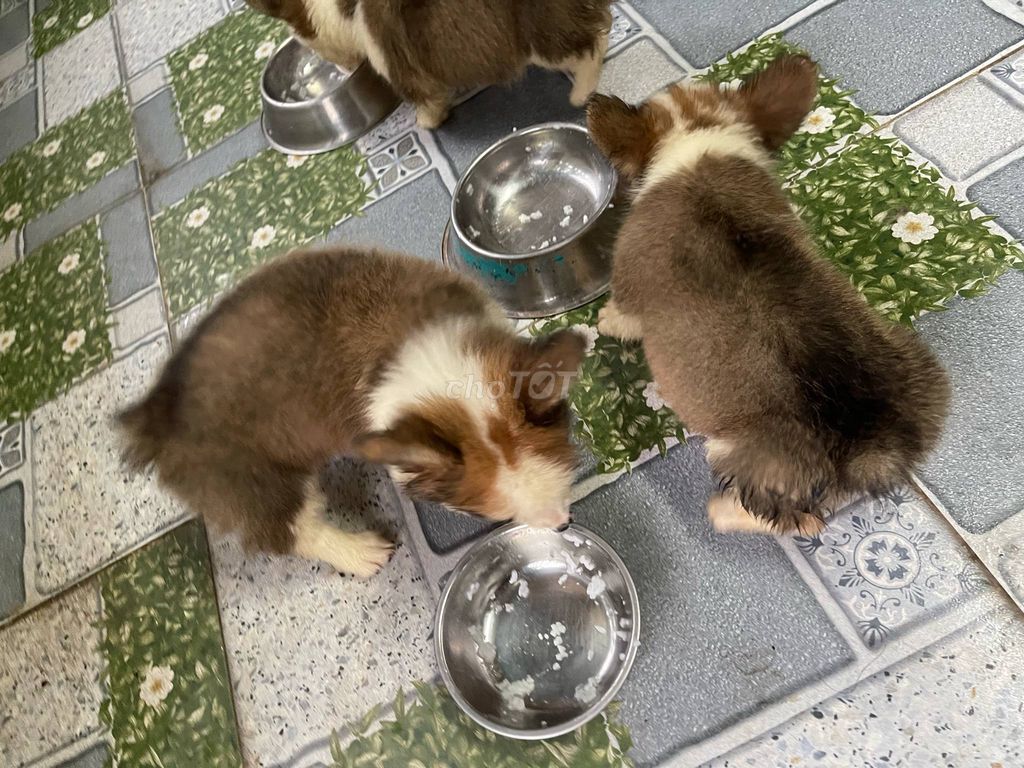 Corgi con thuần chủng 2 tháng tuổi (đực / cái). Mua bán Chó tại Quận 1 Tp Hồ Chí Minh được đăng bởi Trương Thanh Sơn hình 3