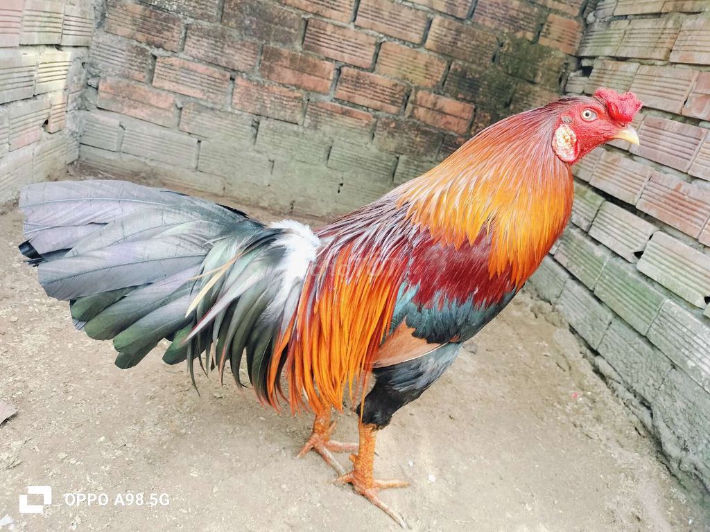 Gà xanh 3kg tay cục. Mua bán Gà tại Quận Ô Môn Cần Thơ được đăng bởi VŨ GÀ VIỆT  hình 1