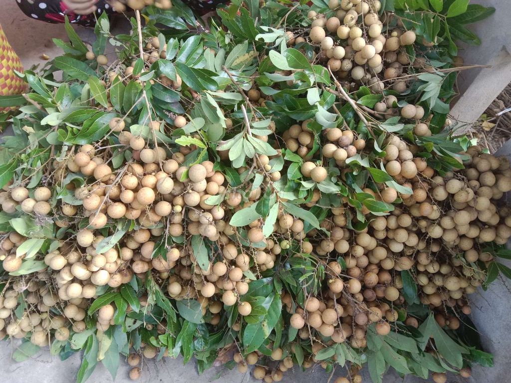 Nhãn Huế 1kg. Mua bán Đồ ăn, thực phẩm và các loại khác tại Huyện Châu Thành Bến Tre được đăng bởi bến tre quê tôi hình 1