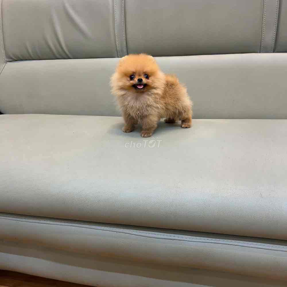 Chó Phốc Sóc Pom thái teacup. Mua bán Chó tại Thành phố Dĩ An Bình Dương được đăng bởi nguyen kim hình 1