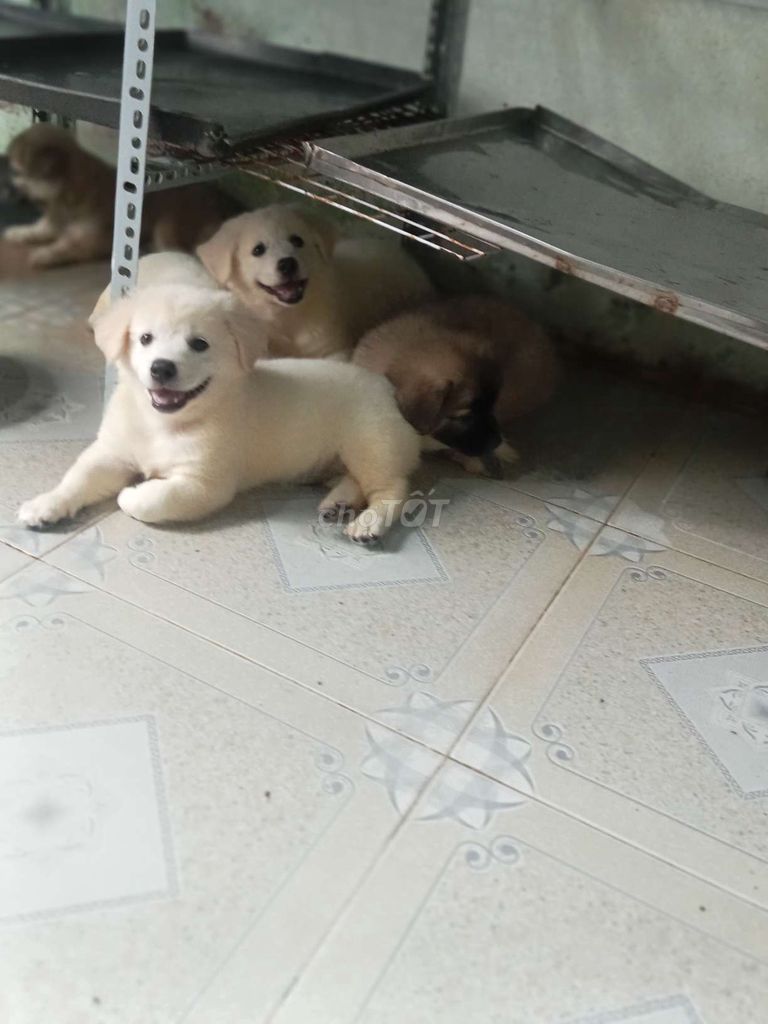 Chó Corgi lai Nhật(siêu mập) chân ngắn. Mua bán Chó tại Quận 12 Tp Hồ Chí Minh được đăng bởi no love hình 1