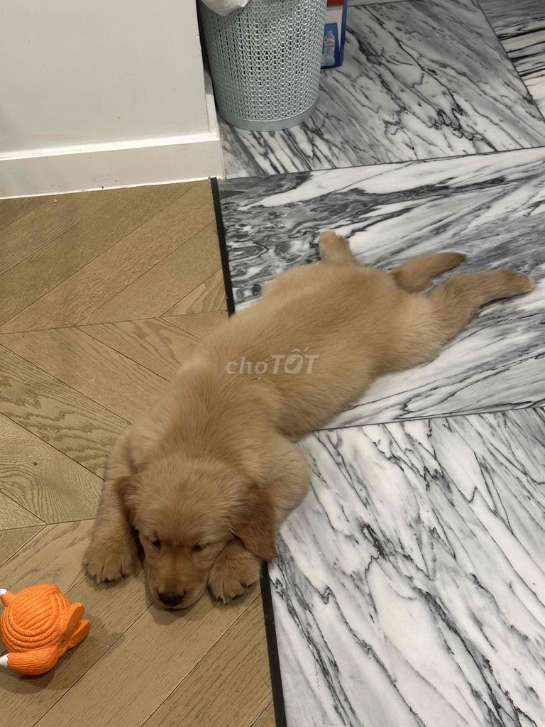 Golden cáo giấy VKA