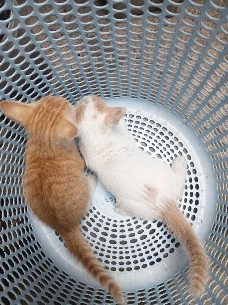 Mèo ta Vàng Trắng 1 tháng. Mua bán Mèo tại Quận Gò Vấp Tp Hồ Chí Minh được đăng bởi Trà sữa Funny hình 1