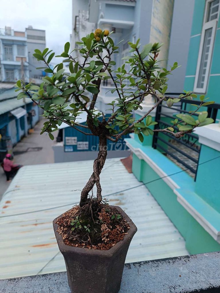 Pass cây Hải châu già mùa, đang hoa trái. Mua bán Cây cảnh, đồ trang trí tại Quận 12 Tp Hồ Chí Minh được đăng bởi Lê Khôi hình 1