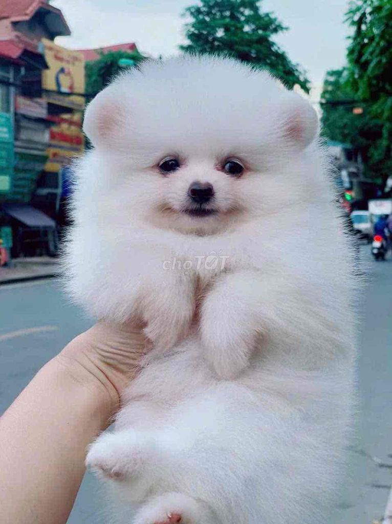 Pomeranian  đang iu. Mua bán Chó tại Thành phố Biên Hòa Đồng Nai được đăng bởi bm hình 1